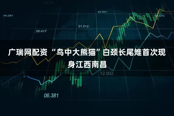 广瑞网配资 “鸟中大熊猫”白颈长尾雉首次现身江西南昌